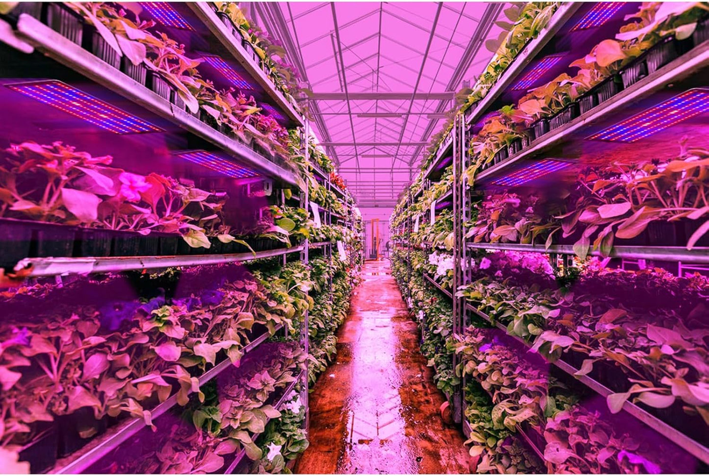 LED Quantum Pflanzenlicht Panel für Wachstum und Farbförderung – Mit einstellbarem Lichtmodus