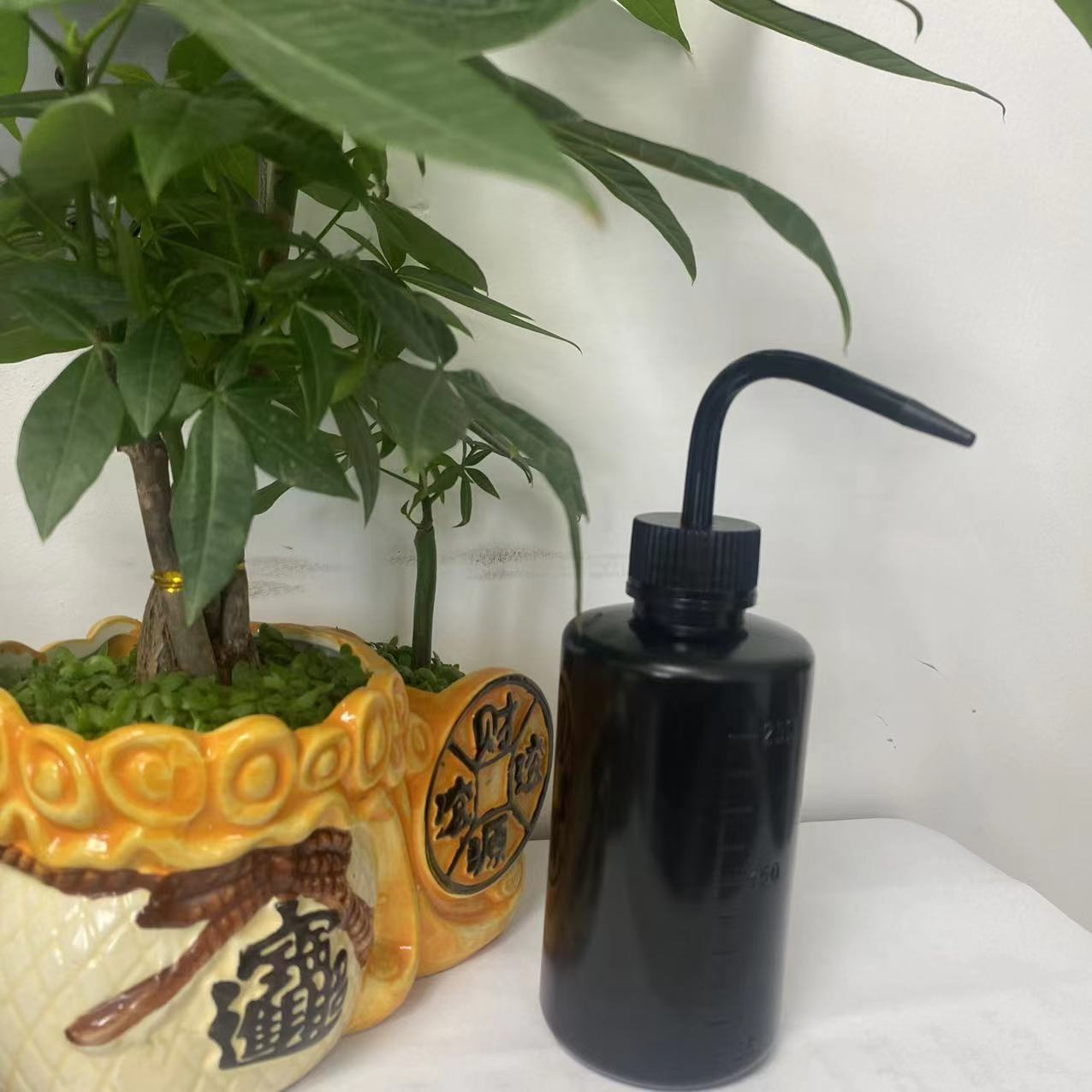 Spot 500ml Squeeze Gießflasche – Kompakte Sprühflasche für präzises Gießen und Dosieren
